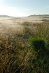 Morning at Randbl Hede - the dew still weighs heavily on the grasses