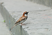 Photo ofItalian Sparrow (Passer italiae). Photographer: 