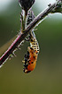 Photo of (Chrysomelidae indet.). Photographer: 