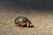 Hermit Crab on the beach in Khao Lak
