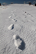 Foot prints in the snow at Randbol Heath