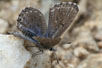 Photo ofPanoptes blue (Pseudophilotes panoptes). Photographer: 