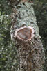 Foto af Kork-Eg (Quercus suber). Fotograf: 