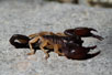 European Black Scorpion also known as Yellow-tailed Scorpion