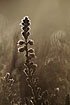 Photo ofHeather (Calluna vulgaris). Photographer: 