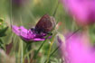 Northern Brown Argus on the food plant Bloody Cranesbill