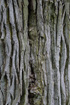 Detail image of the bark on one of the ancient oak trees at Halltorps Hage on land