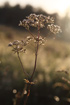 Morning light (Apiaceae)
