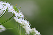Katydid nympf (Bush Cricket)