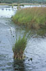 Photo ofBluegrass (Molinia caerulea). Photographer: 