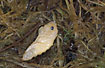 Pupa of a water beetle in Sphagnum moss