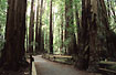 Photo ofWest Coast Redwee Tree (Sequoia sempervirens). Photographer: 