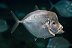 Photo ofAtlantic moonfish (Selene setapinnis ). Photographer: 