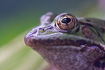 Marsh Frog (captive animal)