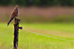 Common Kestrel sitting on fence post