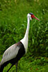 Photo ofWattled Crane (Bugeranus carunculatus). Photographer: 