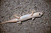 Gecko. Unidentified.