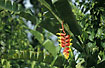 Photo of (Heliconia sp.). Photographer: 
