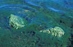 Algae in Lake Titicaca