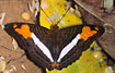 Unidentified butterfly in the Bolivian rainforest.