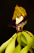 Photo ofCockle-shell Orchid, Black Orchid (Encyclia cochleata). Photographer: 