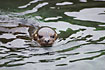 Photo ofCommon Seal (Phoca vitulina). Photographer: 