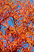 Photo ofBald Cypress (Taxodium distichum). Photographer: 