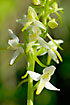 Photo ofLesser Butterfly-orchid (Platanthera bifolia ssp. bifolia). Photographer: 