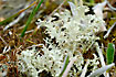 The lichen Flavocetraria nivalis.