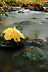 A leaf of Norway Maple i a small stream in Jutland.